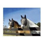 0011444167013 - ULTRASHIELD FLY BONNET WITHOUT EAR FOR HORSES