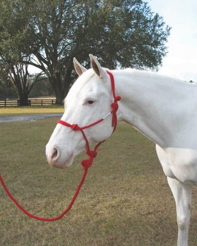 0013227539505 - HAMILTON HALTER COMPANY 440769 ADULT HORSE ROPE HALTER WITH LEAD RED, AVERAGE HORSE