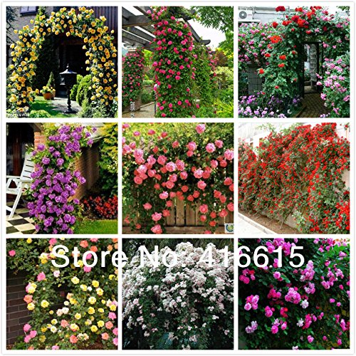 1435344555340 - 450 PCS CLIMBING ROSES SEEDS,CLIMBING PLANTS ,CHINESE FLOWER SEEDS ,9 SPECIES VARIETY, EACH OF VARIETY 50 PIECES,+ GIFT