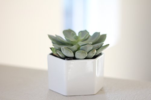 0016463228660 - ENKEL MODERN WHITE CERAMIC HEXAGON FLOWER AND SUCCULENT POT PLANTER PERFECT FOR HOME AND OFFICE, EACH POT SOLD INDIVIDUALLY (PLANTS NOT INCLUDED)