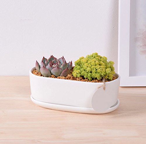 0016463228769 - ENKEL MODERN WHITE CERAMIC OVAL SUCCULENT PLANTER POT WITH MATCHING TRAY PERFECT FOR HOME AND OFFICE MAKES A GREAT GIFT, MEDIUM, PLANTS NOT INCLUDED