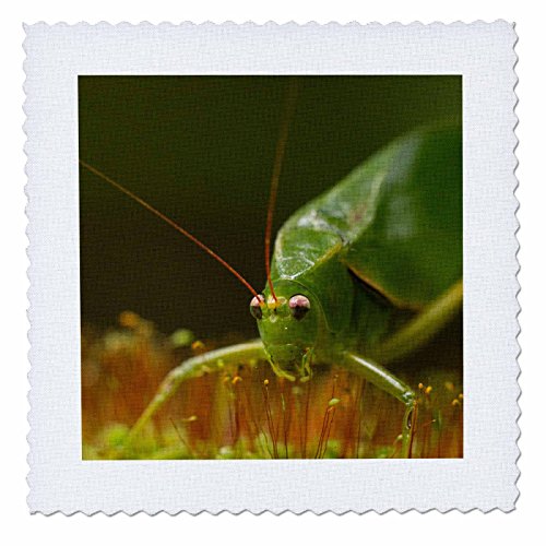 0190133135448 - 3DROSE KATYDID, ORTHOPTERAN, IN CLOUD FOREST, COSTA RICA - QUILT SQUARE, 6 BY 6-INCH (QS_205393_2)