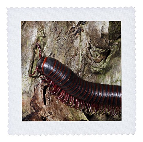 0190133252015 - 3DROSE USA, PENNSYLVANIA, MILLIPEDE INSECT - US39 JMC0090 - JOE AND MARY ANN MCDONALD - QUILT SQUARE, 6 BY 6 (QS_146450_2)