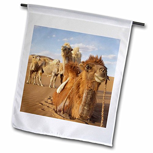 0190133322152 - 3DROSE FL_188376_1 CHINA, INNER MONGOLIA, BADAIN JARAN DESERT CARAVAN CAMELS IN DESERT GARDEN FLAG, 12 X 18