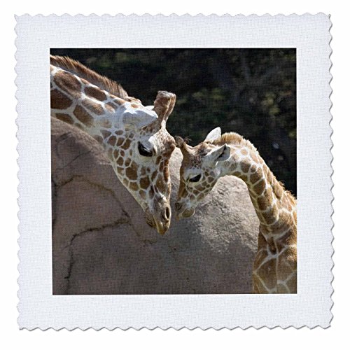 0190133379811 - 3DROSE MOTHER AND BABY GIRAFFE, SAN FRANCISCO ZOO - US48 TAU0001 - TANANARIVE AUBERT - QUILT SQUARE, 14 BY 14-INCH (QS_96857_5)