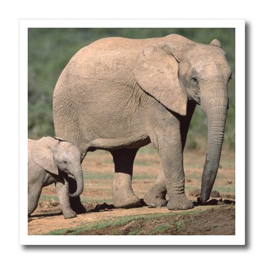 0190133433919 - 3DROSE HT_71665_1 SOUTH AFRICA, ADDO ELEPHANT NP, BABY ELEPHANT-AF42 PSO0143 - PAUL SOUDERS - IRON ON HEAT TRANSFER, 8 BY 8, FOR WHITE MATERIAL