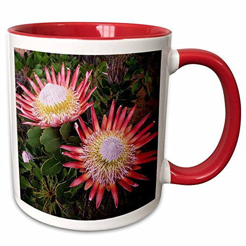 0190133787166 - 3DROSE MUG_207781_5 KING PROTEA, HELDERBERG NATURE RESERVE, CAPE TOWN, SOUTH AFRICA. TWO TONE RED MUG, 11 OZ, RED/WHITE