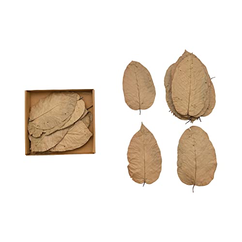 0191009468431 - CREATIVE CO-OP APPROXIMATELY 6-1/2L DRIED NATURAL SAAL TREE LEAVES, BOXED SET OF 36 MISC DECOR, 9 L X 8 W X 2 H, MULTI