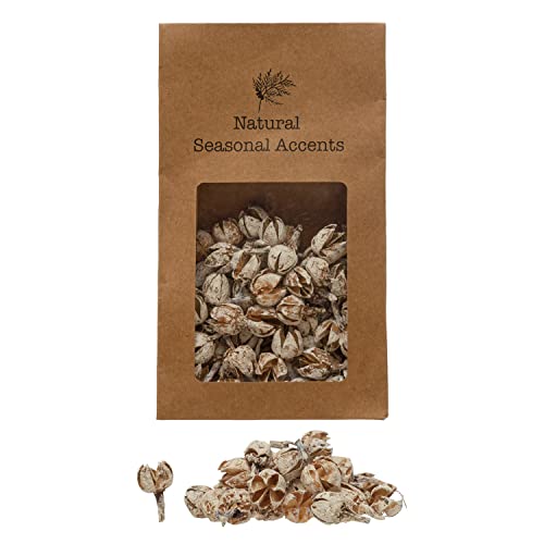 0191009497172 - CREATIVE CO-OP APPROXIMATELY 1 L-2 L DRIED NATURAL PODS IN PRINTED KRAFT BAG (CONTAINS 4 OZ.) ARTIFICIAL PLANTS, 6 L X 2 W X 10 H, MULTI