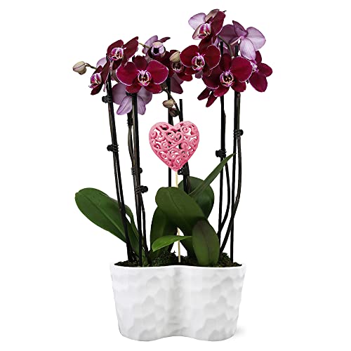 0019518433729 - JUST ADD ICE JA5136 VALENTINE’S DAY PURPLE ORCHID WITH PINK HEART IN WHITE CERAMIC - LONG-LASTING FLOWERS, VALENTINES GIFT FOR WIFE, MOM - PREMIUM FRESH FLOWER ARRANGEMENT - 10 DIAMETER, 25 TALL