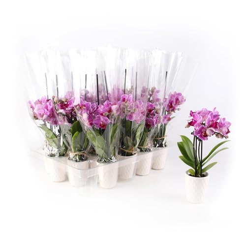 0019518435846 - JUST ADD ICE JA5190 MINI PINK ORCHIDS LIVE PLANTS (20 PACK) IN WHITE CERAMIC - PARTY FAVOR, BULK WEDDING DECOR, BRIDAL SHOWER, BABY SHOWER, 2.5 DIAMTER, 6 TALL