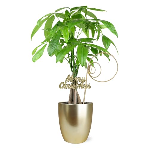 0019518440093 - JUST ADD ICE SA5110 MONEY TREE IN GOLD CERAMIC WITH MERRY CHRISTMAS PICK, LIVE INDOOR PLANT, FULLY-ROOTED, HEALTHY LEAVES, EASY TO GROW HOLIDAY GIFT OR DECOR, 5 DIAMETER, 16 TALL