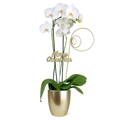0019518440123 - JUST ADD ICE SA5112 WHITE ORCHID IN GOLD CERAMIC WITH MERRY CHRISTMAS PICK, LIVE INDOOR PLANT, LONG-LASTING FRESH FLOWERS, HOLIDAY DÉCOR OR GIFT, 5 DIAMETER, 16 TALL