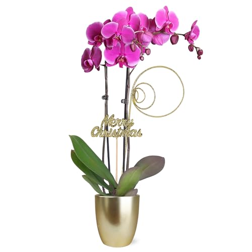 0019518440130 - JUST ADD ICE SA5113 PURPLE ORCHID IN GOLD CERAMIC WITH MERRY CHRISTMAS PICK, LIVE INDOOR PLANT, LONG-LASTING FRESH FLOWERS, HOLIDAY DÉCOR OR GIFT, 5 DIAMETER, 16 TALL