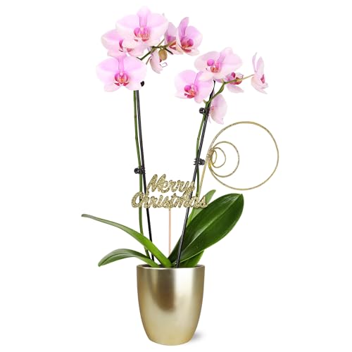 0019518440147 - JUST ADD ICE SA5114 LIGHT PINK ORCHID IN GOLD CERAMIC WITH MERRY CHRISTMAS PICK, LIVE INDOOR PLANT, LONG-LASTING FRESH FLOWERS, HOLIDAY DÉCOR OR GIFT, 5 DIAMETER, 16 TALL