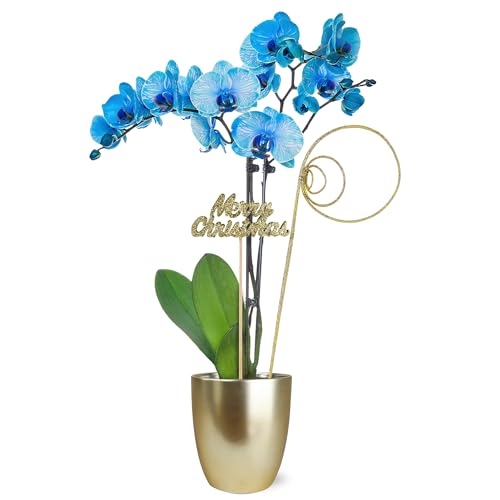 0019518440154 - JUST ADD ICE SA5115 BLUE ORCHID IN GOLD CERAMIC WITH MERRY CHRISTMAS PICK, LIVE INDOOR PLANT, LONG-LASTING FRESH FLOWERS, HOLIDAY DÉCOR OR GIFT, 5 DIAMETER, 16 TALL