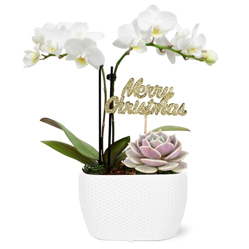 0019518440185 - JUST ADD ICE SA5149 MINI WHITE ORCHID & SUCCULENT IN WHITE CERAMIC WITH GOLD MERRY CHRISTMAS PICK, LIVE INDOOR PLANT, LONG-LASTING FRESH FLOWERS, HOLIDAY DÉCOR OR GIFT, 4 DIAMETER, 6 TALL