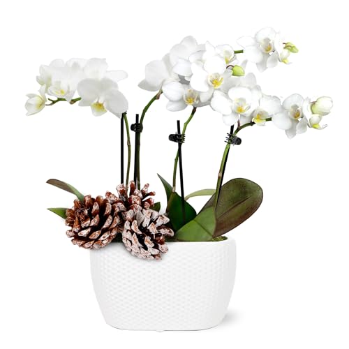 0019518440352 - JUST ADD ICE SA5155 MINI WHITE ORCHID DUO IN WHITE CERAMIC WITH SNOWY PINECONE PICK, LIVE INDOOR PLANT, LONG-LASTING FRESH FLOWERS, RUSTIC HOLIDAY DÉCOR OR GIFT, 4 DIAMETER, 6 TALL