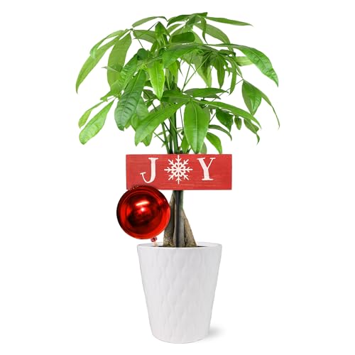 0019518440383 - JUST ADD ICE SA5126 MONEY TREE IN WHITE CERAMIC WITH RED ORNAMENT AND JOY PICK, LIVE INDOOR PLANT, TRADITIONAL CHRISTMAS DÉCOR OR HOLIDAY GIFT, 5 DIAMETER, 16 TALL