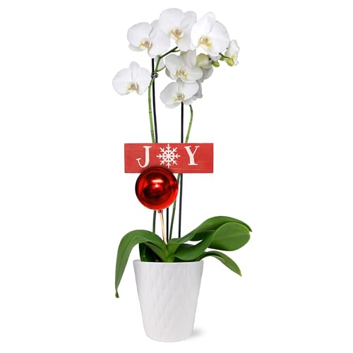 0019518440413 - JUST ADD ICE SA5128 WHITE ORCHID IN WHITE CERAMIC WITH RED ORNAMENT AND JOY PICK, LIVE INDOOR PLANT, LONG-LASTING FLOWERS, TRADITIONAL CHRISTMAS DÉCOR OR HOLIDAY GIFT, 5 DIAMETER, 16 TALL