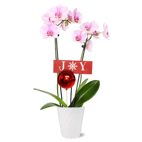 0019518440437 - JUST ADD ICE SA5130 LIGHT PINK ORCHID IN WHITE CERAMIC WITH RED ORNAMENT AND JOY PICK, LIVE INDOOR PLANT, LONG-LASTING FLOWERS, TRADITIONAL CHRISTMAS DÉCOR, 5 DIAMETER, 16 TALL