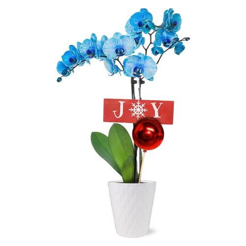 0019518440444 - JUST ADD ICE SA5131 BLUE ORCHID IN WHITE CERAMIC WITH RED ORNAMENT AND JOY PICK, LIVE INDOOR PLANT, LONG-LASTING FLOWERS, TRADITIONAL CHRISTMAS DÉCOR, 5 DIAMETER, 16 TALL