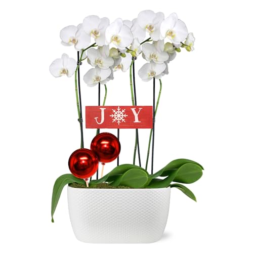 0019518440451 - JUST ADD ICE SA5136 WHITE ORCHID DUO IN WHITE CERAMIC WITH RED ORNAMENT AND JOY PICK, LIVE INDOOR PLANTS, LONG-LASTING FLOWERS, TRADITIONAL CHRISTMAS DÉCOR, 10 DIAMETER, 16 TALL