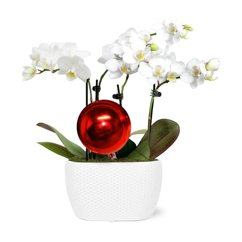 0019518440468 - JUST ADD ICE SA5145 MINI WHITE ORCHID DUO IN WHITE CERAMIC WITH RED ORNAMENT PICK, LIVE INDOOR PLANTS, LONG-LASTING FLOWERS, TRADITIONAL CHRISTMAS DÉCOR, 4 DIAMETER, 6 TALL