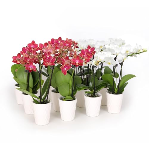 0019518440475 - PLANTS & BLOOMS SHOP JUST ADD ICE SA5142 MINI LIVE RED AND WHITE ORCHIDS IN WHITE CERAMIC - 12 PACK, HOLIDAY PARTY FAVORS, HOME AND OFFICE CHRISTMAS DECOR, 2.5 DIAMTER, 6 TALL