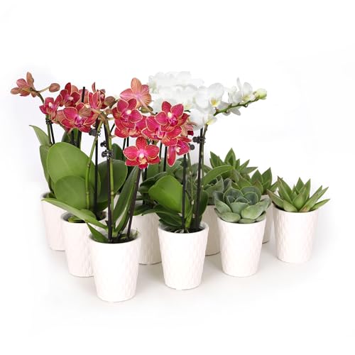 0019518440482 - JUST ADD ICE SA5144 MINI LIVE ORCHIDS AND SUCCULENTS IN WHITE CERAMIC - 12 PACK, 3 RED, 3 WHITE, 6 GREEN SUCCULENTS, HOLIDAY PARTY FAVORS, HOME AND OFFICE CHRISTMAS DECOR, 2.5 DIAMTER, 6 TALL