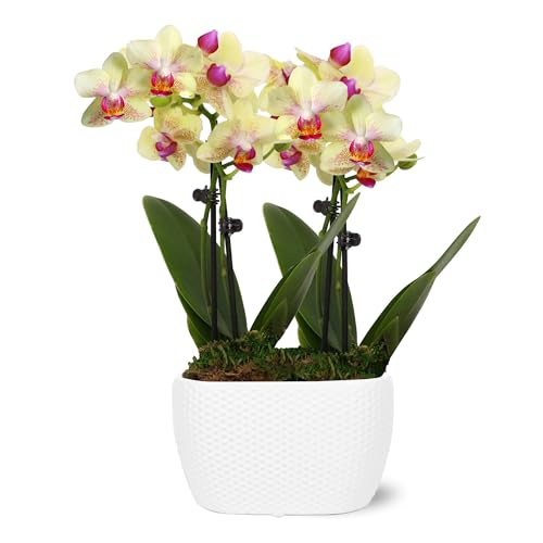 0019518441045 - JUST ADD ICE JA5315 MINI YELLOW ORCHID PLANTER IN SMALL CERAMIC POTTERY, LONG-LASTING, FRESH FLOWER ARRANGEMENT, LIVE INDOOR PLANT, EASY TO GROW, 4 DIAMATER, 9 TALL