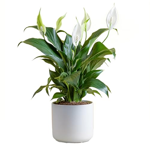 0022532241607 - COSTA FARMS PEACE LILY LIVE PLANT, INDOOR HOUSEPLANT WITH WHITE FLOWERS, ROOM AIR PURIFIER IN MODERN DECOR PLANTER, POTTED IN POTTING SOIL, BIRTHDAY, HOUSEWARMING, HOME DECOR, 15-INCHES TALL