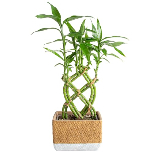 0022532241645 - COSTA FARMS LUCKY BAMBOO LIVE INDOOR TABLETOP PLANT IN MODERN HOME DECOR 5-INCH BROWN-BLACK CERAMIC PLANTER, GREAT GIFT FOR VALENTINES DAY