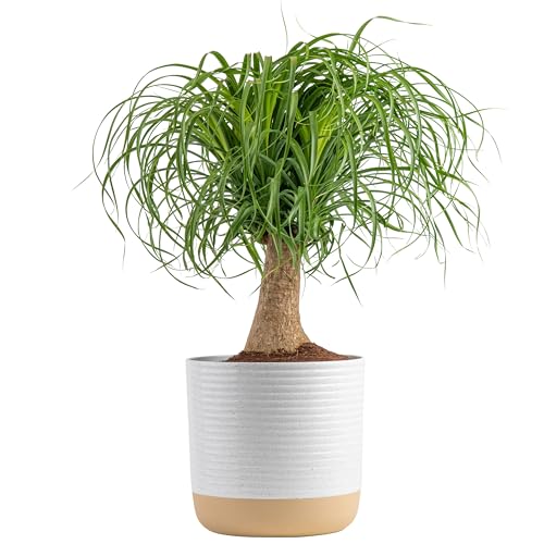0022532241744 - COSTA FARMS PONYTAIL PALM BONSAI, LIVE INDOOR PLANT, 15 TO 20-INCHES TALL, SHIPS IN SCHEURICH CERAMIC PLANTER, FRESH FROM OUR FARM, EXCELLENT GIFT OR HOME DÉCOR