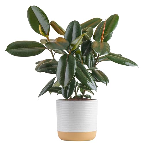 0022532241775 - COSTA FARMS BURGUNDY RUBBER PLANT, LIVE INDOOR FICUS ELASTICA TREE, LIVE INDOORS HOUSEPLANT IN DÉCOR PLANTER POT, POTTING SOIL MIX, GIFT FOR HOUSEWARMING NEW HOUSE, HOME OR OFFICE DECOR, 2-3 FEET TALL