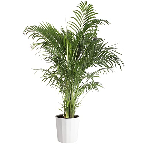 0022532241782 - COSTA FARMS CAT PALM, LIVE INDOOR HOUSEPLANT, FLOOR PLANT IN MODERN DÉCOR PLANTER, FARM FRESH POTTED IN SOIL, HOUSEWARMING GIFT FOR NEW HOME, LIVING ROOM OR OFFICE DECOR, TROPICAL DECOR, 3-4 FEET TALL