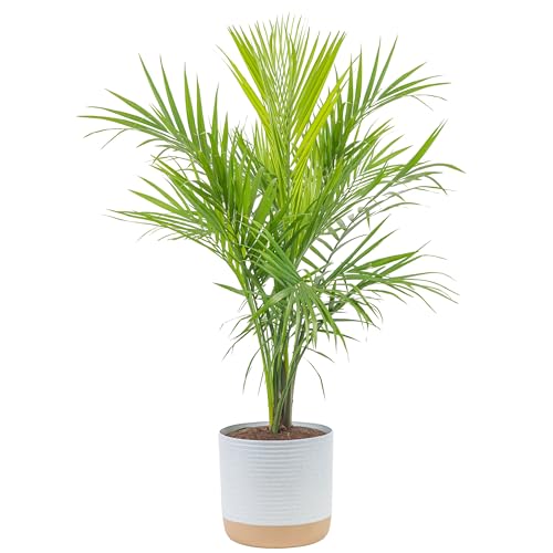 0022532241799 - COSTA FARMS MAJESTY PALM LIVE PLANT, LIVE INDOOR AND OUTDOOR PALM TREE, POTTED IN MODERN DÉCOR PLANTER, TROPICAL FLOOR HOUSEPLANT IN POTTING SOIL, GREAT PATIO, BALCONY, HOME DECOR, 3-4 FEET TALL