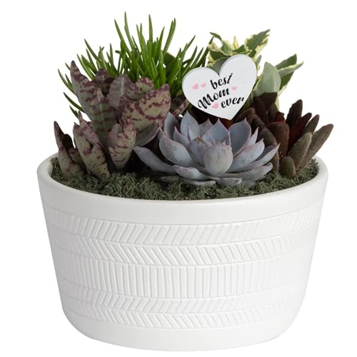 0022532241904 - COSTA FARMS SUCCULENTS FULLY ROOTED, MOTHERS DAY GIFT LIVE INDOOR PLANT, 6-INCH GARDEN, IN CERAMIC DÉCOR PLANTER