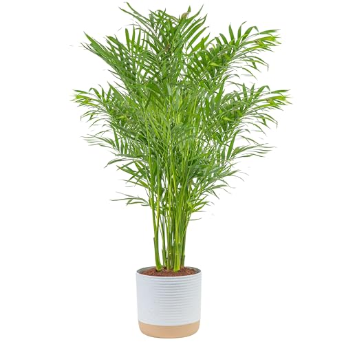 0022532353744 - COSTA FARMS CAT PALM, LIVE INDOOR HOUSEPLANT IN INDOOR GARDEN PLANT POT, FLOOR PLANT POTTED IN POTTING SOIL, HOUSEWARMING GIFT FOR NEW HOME, LIVING ROOM, OFFICE, PATIO PALM TREE DECOR, 3-4 FEET TALL