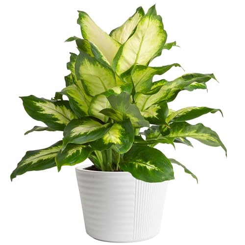 0022532353768 - COSTA FARMS DIEFFENBACHIA LIVE PLANT INDOOR, EASY GROW LIGHT AND WATERING HOUSEPLANT, POTTED IN INDOORS GARDEN DECOR PLANT POT, SOIL, GROWERS CHOICE, HOME AND OFFICE PLANTS DECOR, 12-14 INCHES TALL