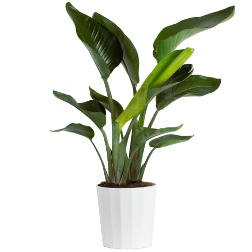 0022532353799 - COSTA FARMS WHITE BIRD OF PARADISE, LIVE INDOOR PLANT IN MODERN DÉCOR PLANTER, NATURAL AIR PURIFIER FRESH FROM FARM, GREAT HOUSE WARMING GIFT, LIVING ROOM DECOR, TROPICAL HOME DECOR, 2 FEET TALL