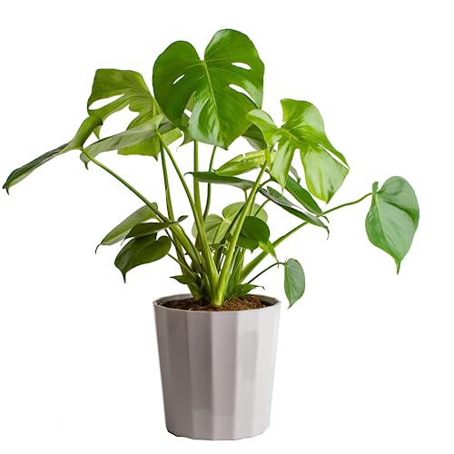 0022532353805 - COSTA FARMS MONSTERA PLANT, EASY TO GROW HOUSEPLANT, LIVE INDOOR PLANT POTTED IN INDOORS GARDEN DECOR PLANT POT, POTTING SOIL, HOUSEWARMING GIFT, HOME, OFFICE, AND TROPICAL ROOM DECOR, 2-3 FEET TALL