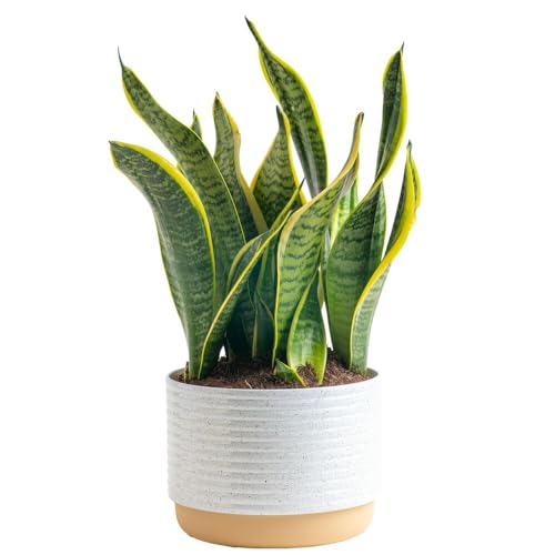 0022532353966 - COSTA FARMS SNAKE, SANSEVIERIA WHITE-NATURAL DECOR PLANTER LIVE INDOOR PLANT, 12-INCHES TALL, GROWER’S CHOICE