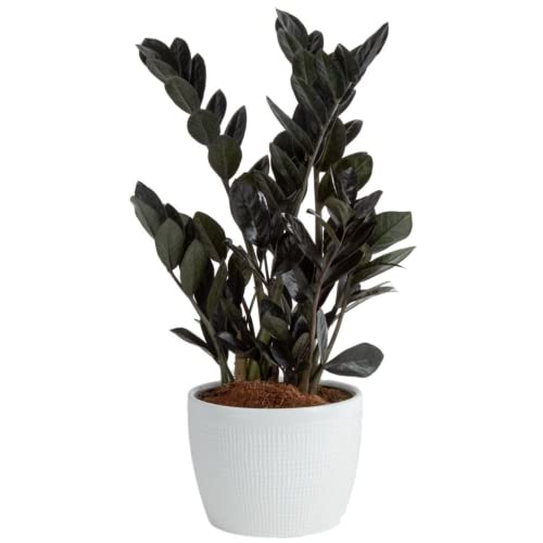 0022532354130 - COSTA FARMS RAVEN ZZ LIVE PLANT, EASY TO GROW RARE INDOOR HOUSEPLANT, POTTED IN PLANTER POT WITH POTTING SOIL MIX, ROOM DECOR FOR OFFICE OR HOME, TRENDING TROPICALS COLLECTION, 10-INCHES TALL