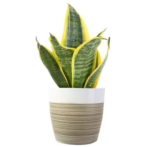 0022532438229 - COSTA FARMS SNAKE PLANT, EASY CARE LIVE INDOOR PLANT IN DÉCOR PLANTER, BEAUTIFUL CLEAN AIR PURIFYING HOUSEPLANT, BOHO HOME AND ROOM DÉCOR, HOUSEWARMING GIFT, 8-INCHES TALL