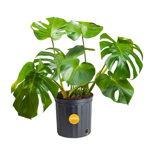 0022532572428 - COSTA FARMS MONSTERA SWISS CHEESE PLANT, LIVE INDOOR PLANT, EASY TO GROW SPLIT LEAF HOUSEPLANT IN INDOORS NURSERY PLANT POT, HOUSEWARMING, DECORATION FOR HOME, OFFICE, AND ROOM DECOR, 2-3 FEET TALL