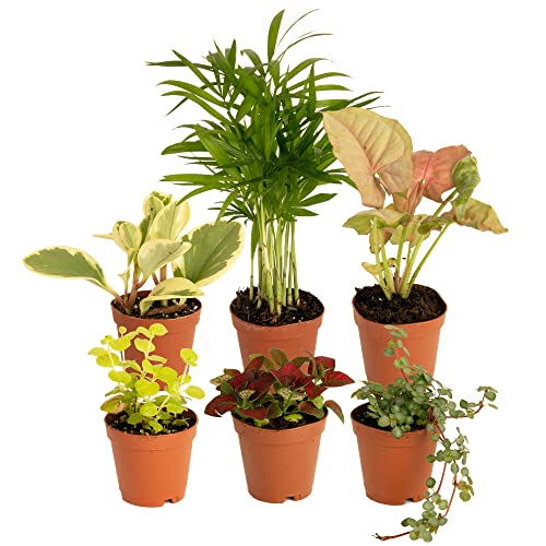 0022532572688 - COSTA FARMS MINI LIVE INDOOR PLANTS 2IN NURSERY POT EASY TO GROW HOUSEPLANT (6 PACK) 3 TO 5 -INCHES TALL, GROWERS CHOICE, HOME DÉCOR OR DIY GIFT