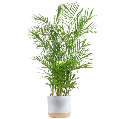 0022532575436 - COSTA FARMS BAMBOO PALM, EASY TO GROW HOUSEPLANT, LIVE INDOOR PLANT POTTED IN CERAMIC PLANT POT, ROOM OR OFFICE DECOR, 3-4 FEET TALL
