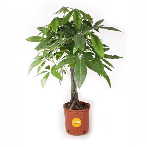 0022532575498 - COSTA FARMS MONEY TREE, LARGE, LIVE INDOOR PLANT, EASY TO GROW PACHIRA HOUSE PLANT GIFT, HOME DÉCOR, 3-4 FEET TALL IN NURSERY POT