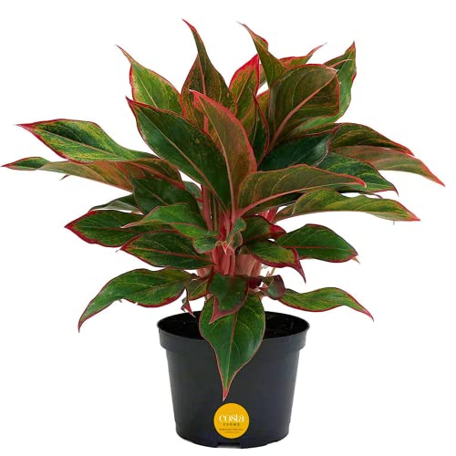 0022532712008 - COSTA FARMS CHINESE EVERGREEN LIVE PLANT, AGLAONEMA, EASY CARE LOW LIGHT HOUSEPLANT IN NURSERY POT, POTTED IN POTTING SOIL MIX, HOUSEWARMING, UNIQUE HOME OR ROOM DECOR, 1-2 FEET TALL